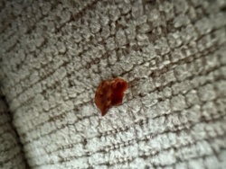 It is not possible to identify the bug or insect from the provided image. The image shows a small, reddish-brown, irregularly shaped object on a textured surface, possibly fabric. It lacks discernible features characteristic of an insect or bug, such as legs, antennae, or body segmentation. It could be a piece of debris, food scrap, or a very poorly resolved image of an unknown object.