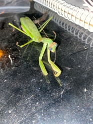 Praying Mantis