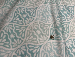 Lawn shrimp or Land hopper