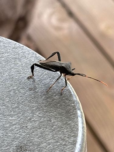 Western Conifer Seed Bug