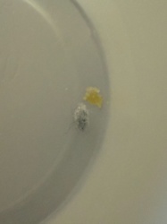 Carpet Beetle Larva (possibly Varied Carpet Beetle or Black Carpet Beetle)