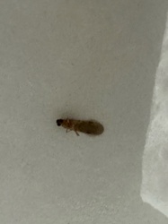 Termite Alate (Swamer)