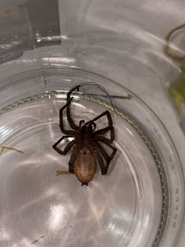Huntsman Spider