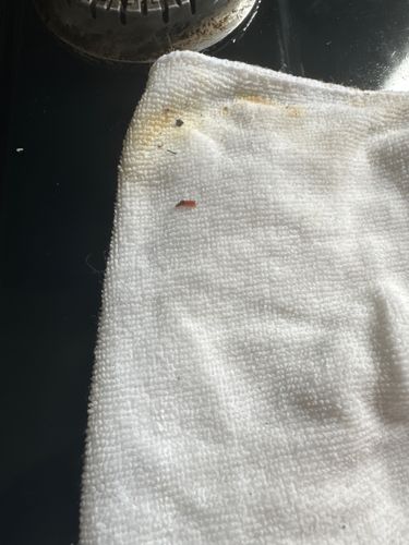 Case-bearing Clothes Moth (larva)