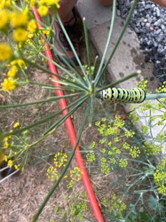 Black Swallowtail Caterpillar