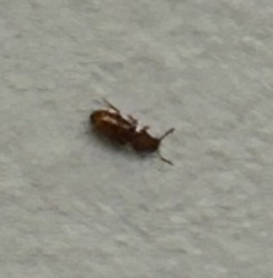 Saw-toothed Grain Beetle