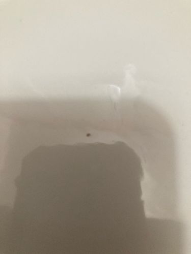 Carpet Beetle (appears to be a Varied Carpet Beetle or a similar species)