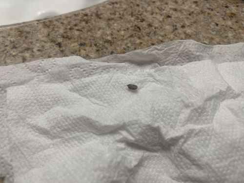 Woodlouse (specifically a Pill Bug or Roly-poly)