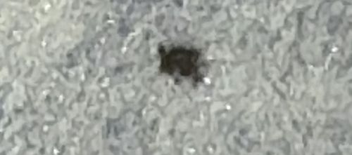 Varied Carpet Beetle