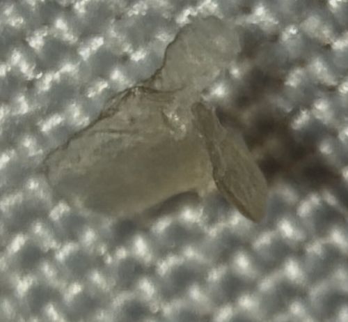 Human Skin Flake / Sebum / Scab (Not an insect)