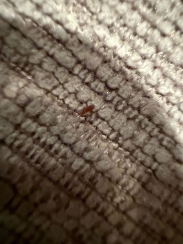 Bird Mite