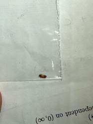 Carpet beetle larva