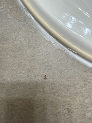 Booklouse