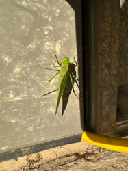Katydid