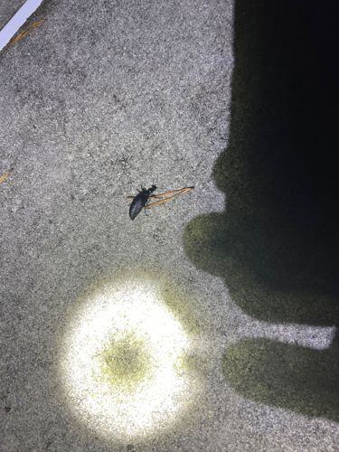 Ground Beetle
