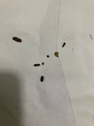 Cockroach Droppings (Feces)