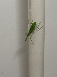 Katydid