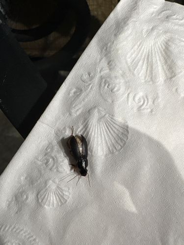 Click Beetle (possibly Eyed Click Beetle or a similar species)