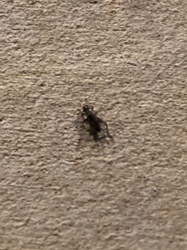 Fungus Gnat