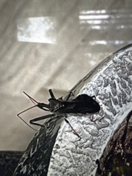 Wheel Bug