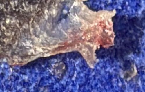 Unidentifiable Debris / Dried Plant Matter / Scab