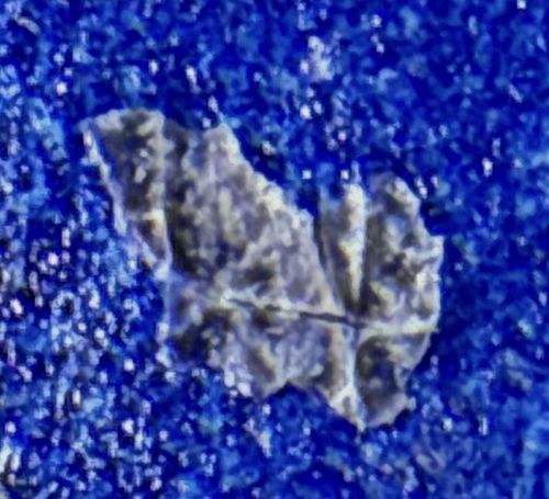 Brown House Moth (or similar Tineid Moth)