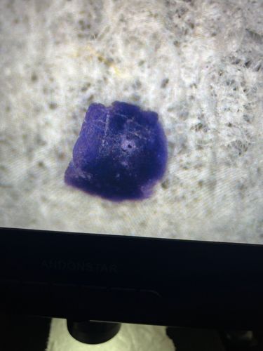 Not an insect or bug. Appears to be a small, solid, purple object, possibly a piece of fiber or crystal.