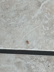 Mite (likely an Acari specimen)