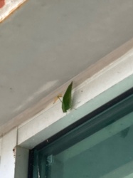 Praying Mantis