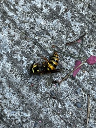 Yellowjacket