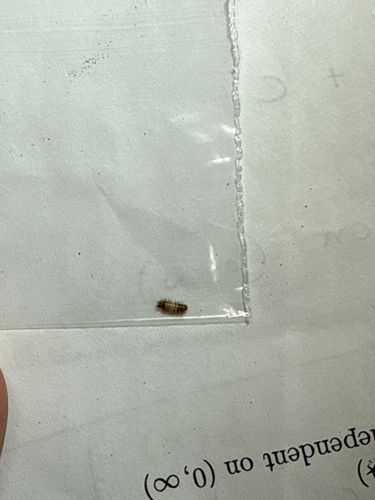Carpet beetle larva