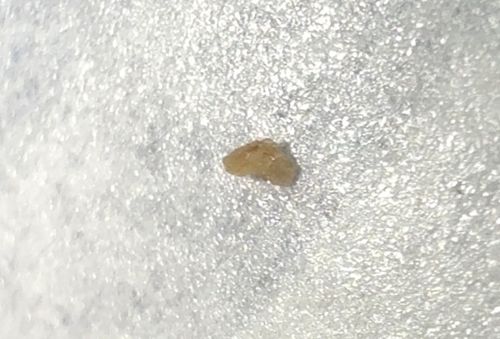 Pharaoh Ant (likely identification based on color and size)