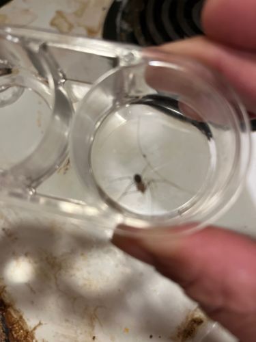 Cellar Spider / Daddy Long-legs Spider