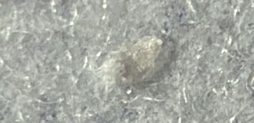 Dust Mite