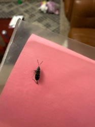 Ant mimic ground beetle