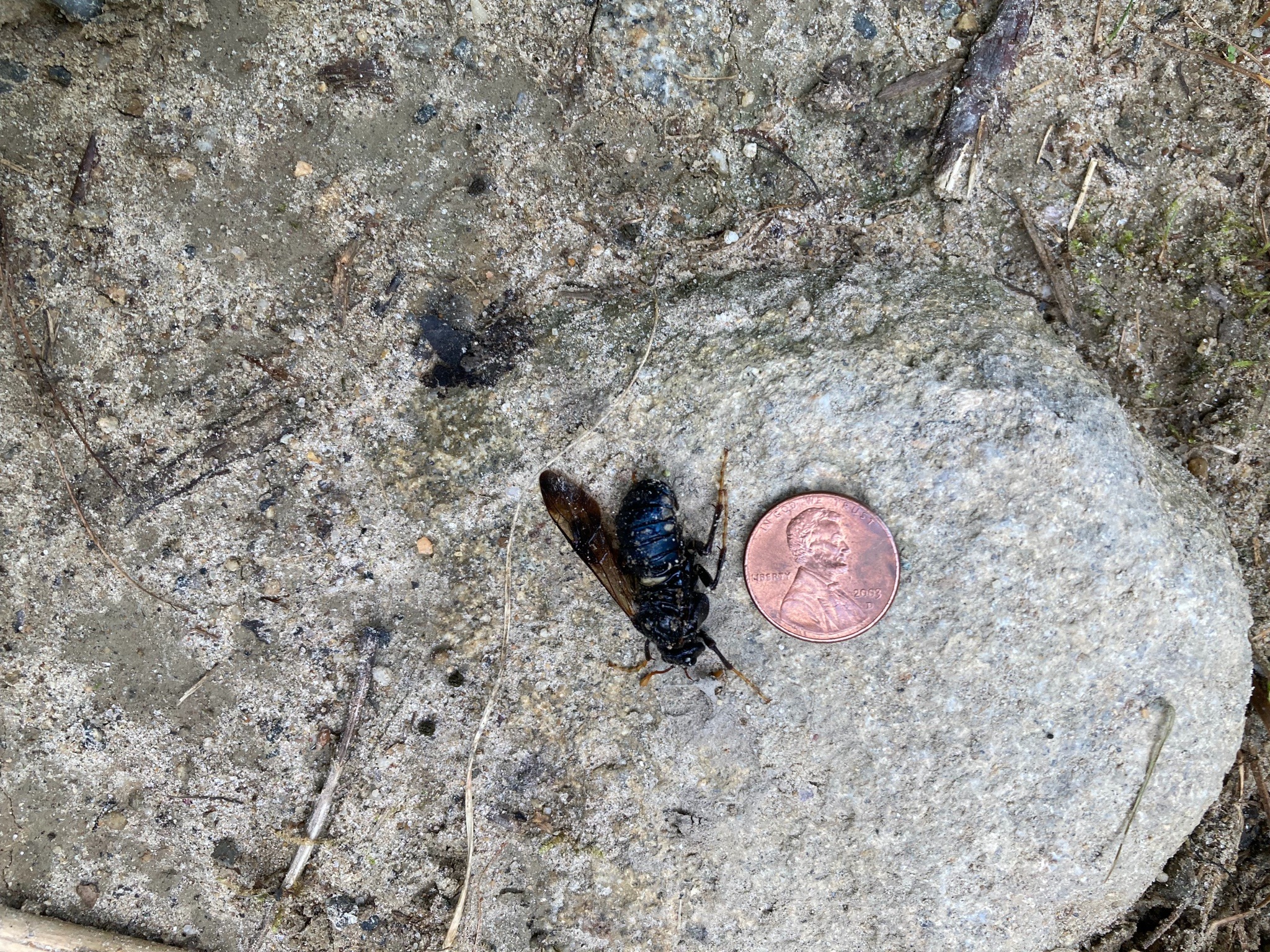 Elm Sawfly