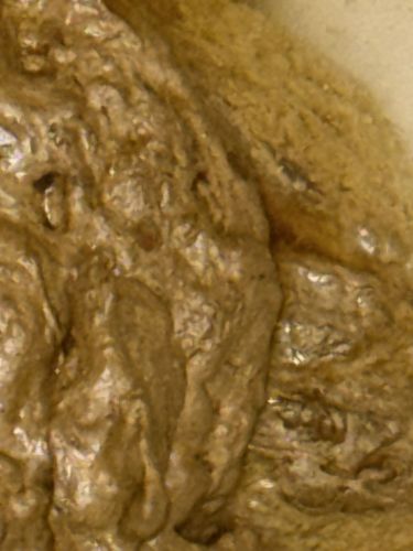 Praying Mantis Egg Case (Ootheca)