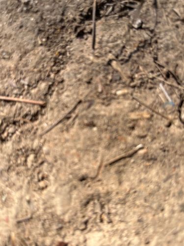 Earthworm (Ambiguous)