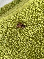 Drone Fly (also Rat-tailed Maggot for larva)