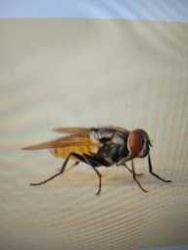 House Fly