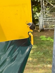 Japanese Beetle