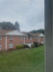 Wolf Spider