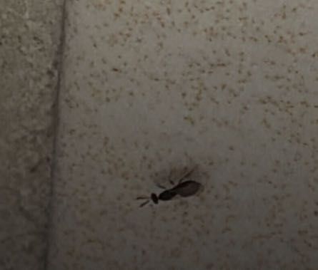 Flying Ant (Winged Ant)