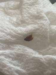 German Cockroach (nymph)