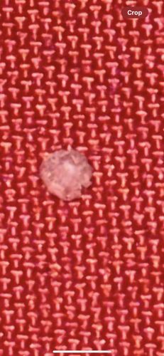 Case-bearing Clothes Moth