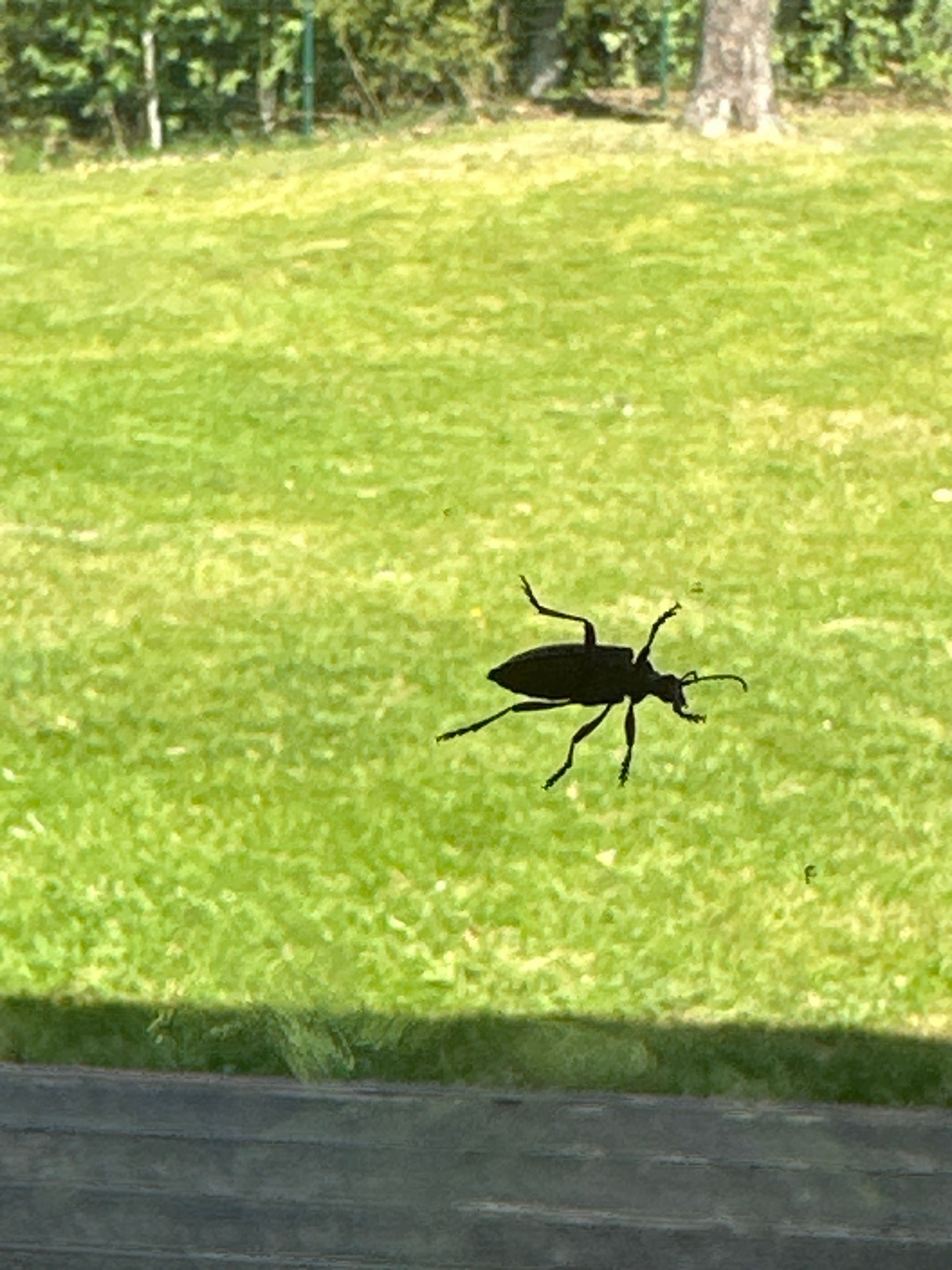 Black Ground Beetle