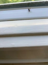 Winged Ant (Alate)