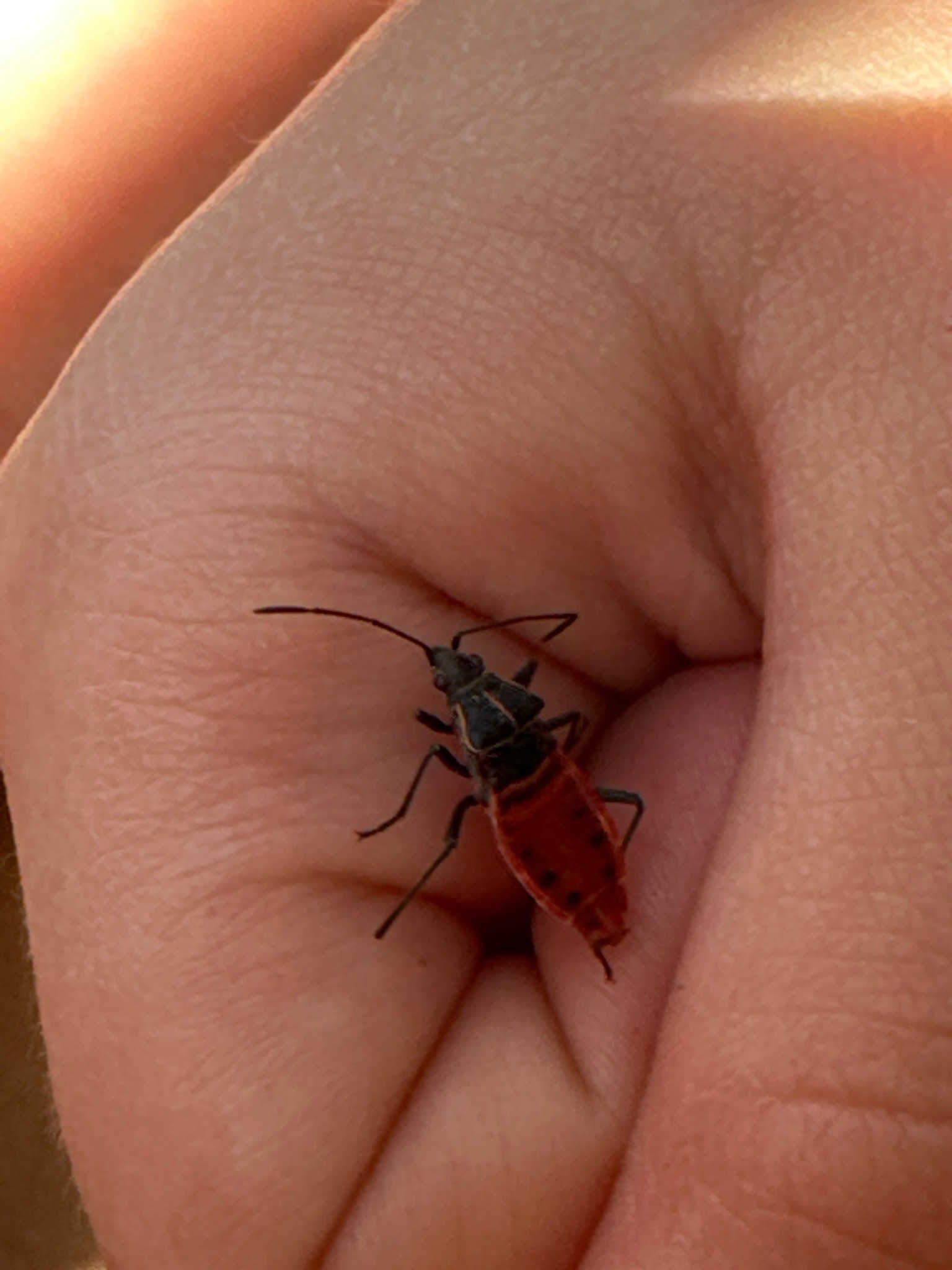 Western Boxelder Bug (Nymph)