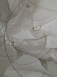 Carpet Beetle (likely Varied Carpet Beetle or Black Carpet Beetle)