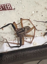 Brown Recluse Spider